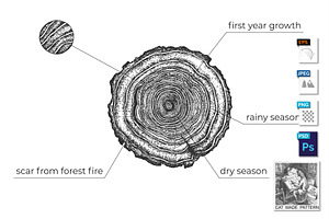 Tree Age Growth Conditions Diagram