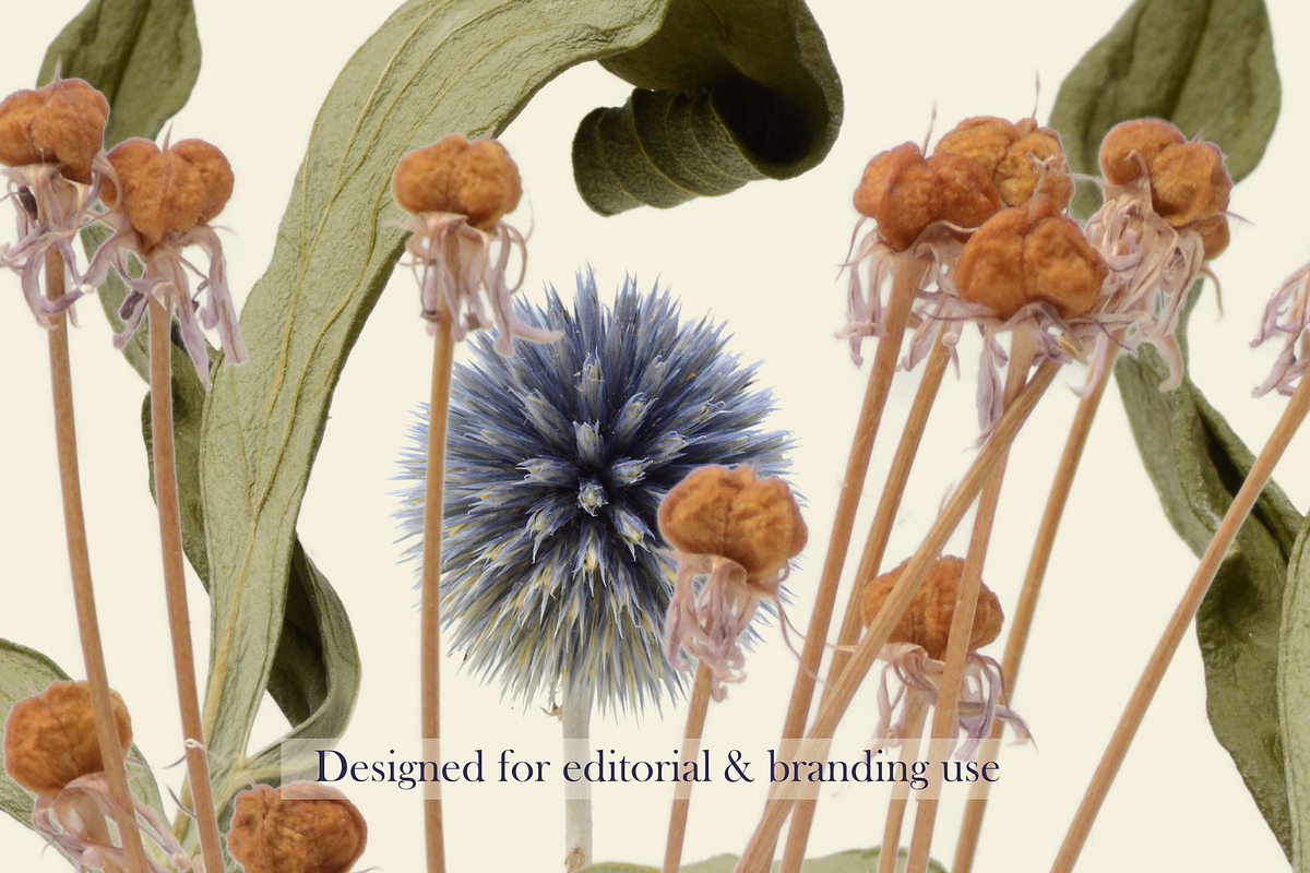 Botanical PNG Elements – 36 Meadow P, an Object Graphic by Aga Silva (Photo 26 of 28)