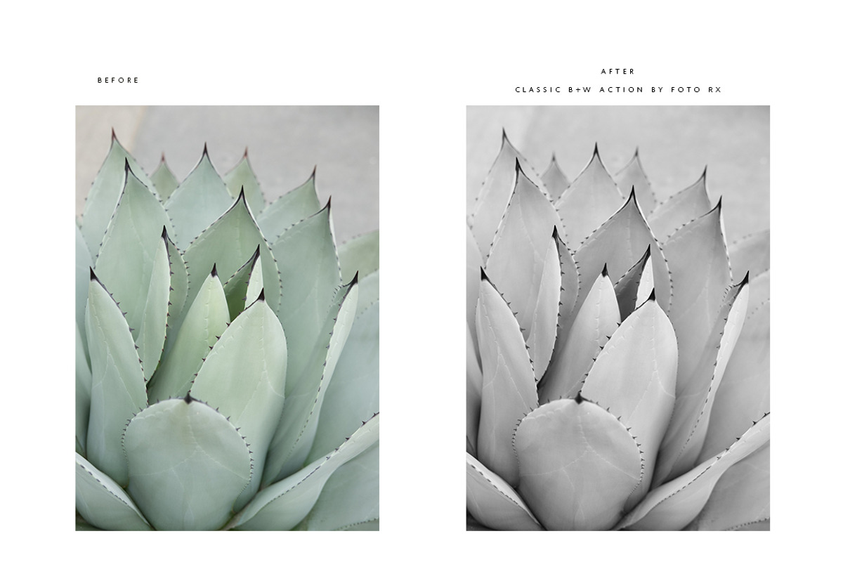 FINE ART BLACK + WHITE PS ACTIONS, an Action Add-On by Foto Rx Co. (Photo 3 of 14)