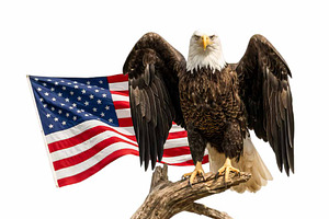 Bald Eagle Portrait American Clipart, an Animal Illustration by VetalStock