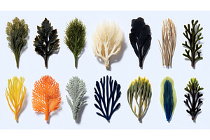 A colorful array of fresh, a Food & Drink Photo by ZinetroN