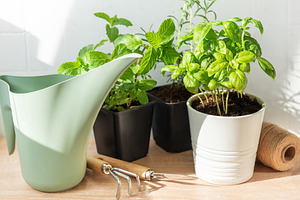 Fresh herbs growing in pots with gardening tools, a Nature Photo by Olena Rudo