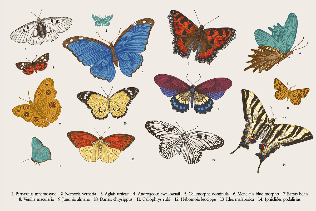 Wild Roses, a Decorative Illustration by olga.korneeva (Photo 11 of 24)