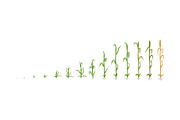 Vegetable growth stages pack, a Food Illustration by Ilia Design (Thumbnail 5 of 9)