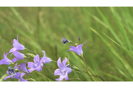 Beautiful little bells. Creative, a Nature Photo by Media Whale Stock