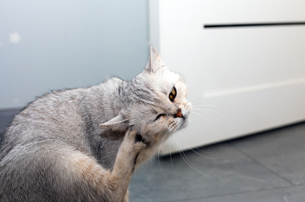 Close-up of a gray domestic cat sitting on a tiled floor, scratc