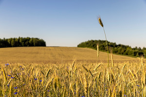 field with wheat and weeds with beautiful blue cornflowers, a wheat field in wh, a Photo by rsoollAI