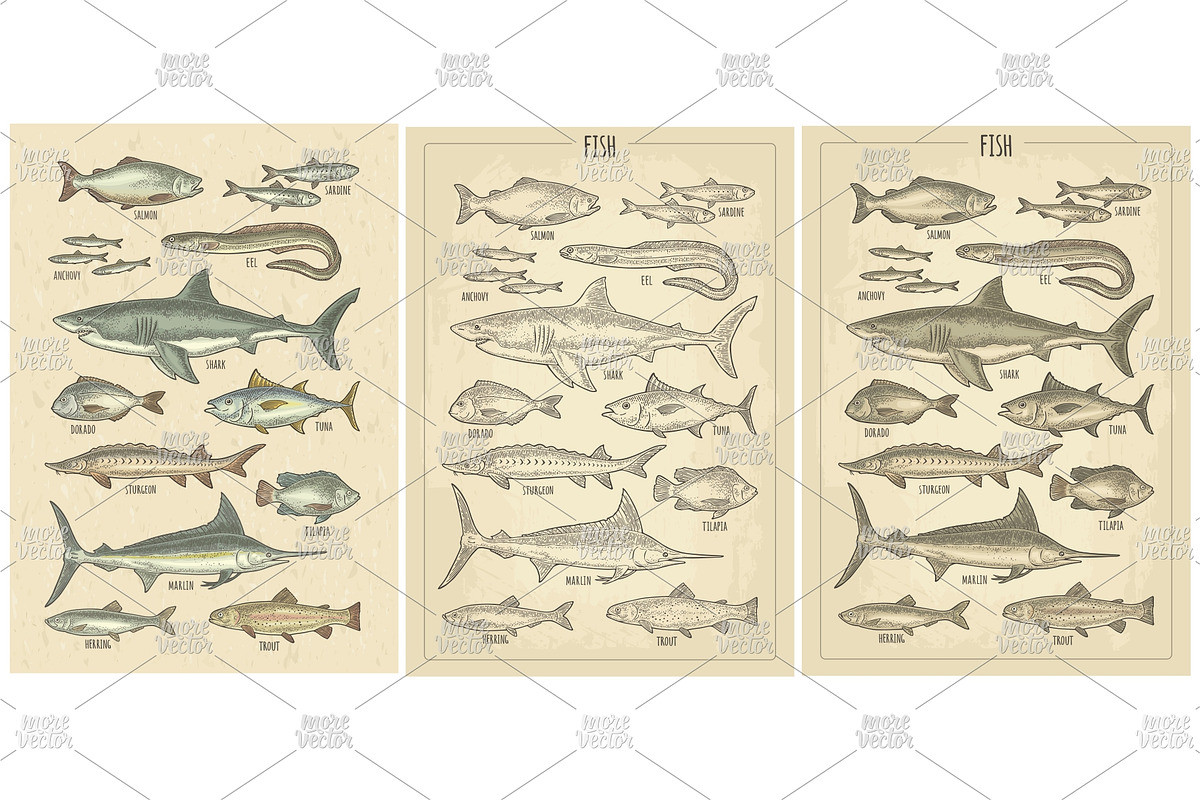 Different types fish engraving, an Animal Illustration by MoreVector (Photo 1 of 3)