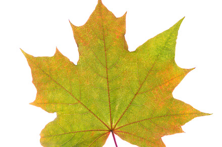 Autumn leaves containing seasons, isolated, and tree, a Nature Photo by Photo for You