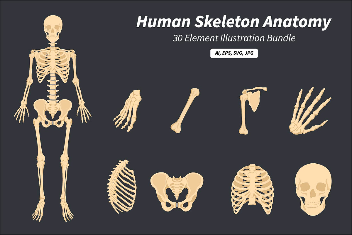 Human Skeleton Anatomy Bundle, an Education Illustration by Artnivora.Std (Photo 1 of 3)
