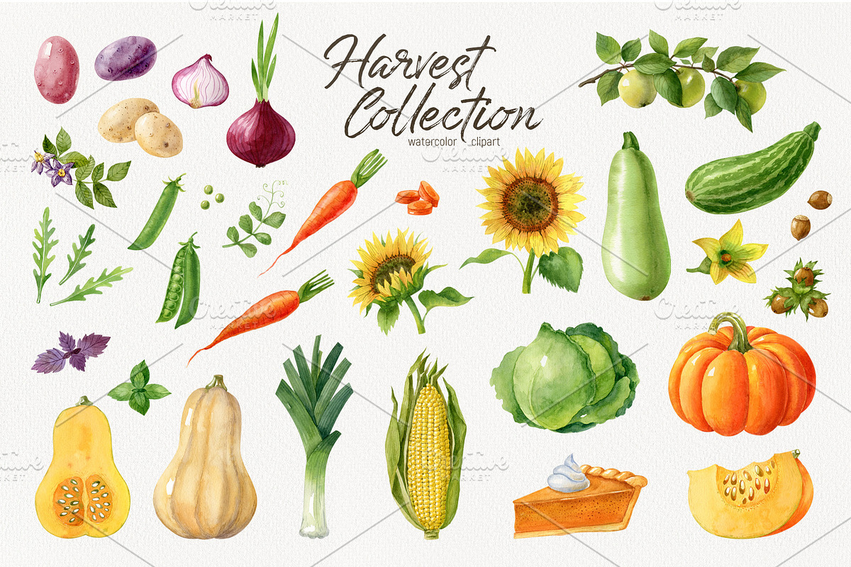 Watercolor harvest collection, a Decorative Illustration by Natalia Fedorova (Photo 2 of 9)