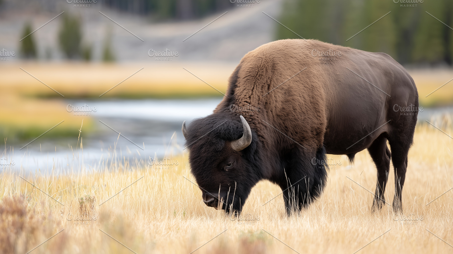 Majestic bison grazing in a peaceful, an Animal Photo by MistyDay