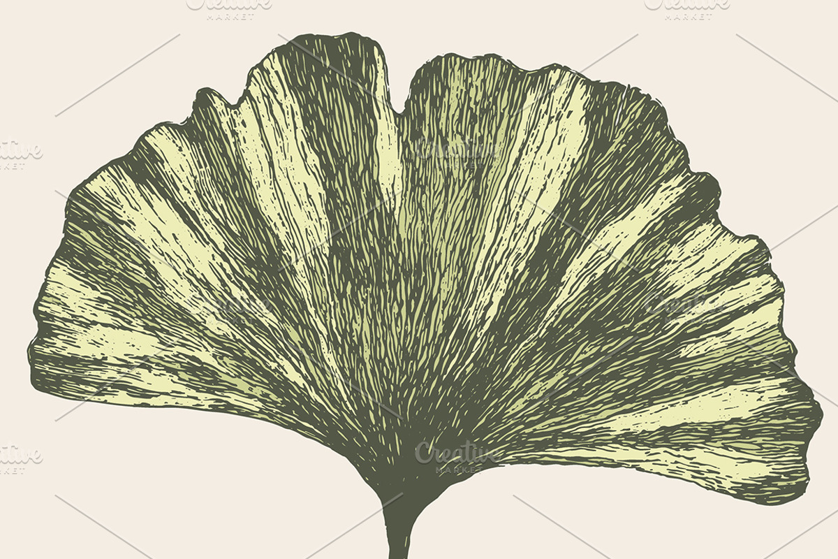 Ginkgo leaf, a Healthcare Illustration by TheMountBirdStudio (Photo 2 of 2)