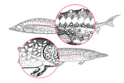 Fish#2 Vector Collection, a Food Illustration by Lubov Illustrations Shop (Thumbnail 6 of 12)