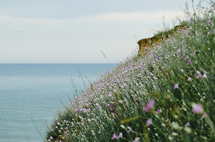 Flowers in Grass on the Sea Beach