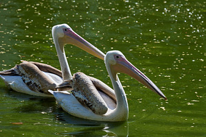 White adult pelican swimming on a pond with green water, an Animal Photo by ndanko