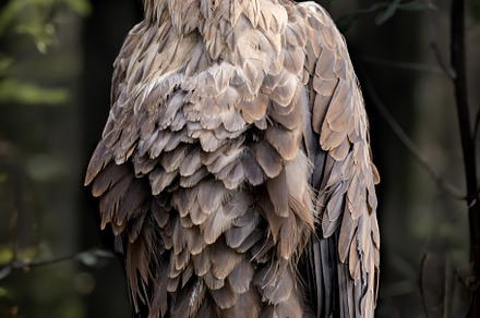 Close White-tailed eagle portrait in dark forest, an Animal Photo by Byrdyak