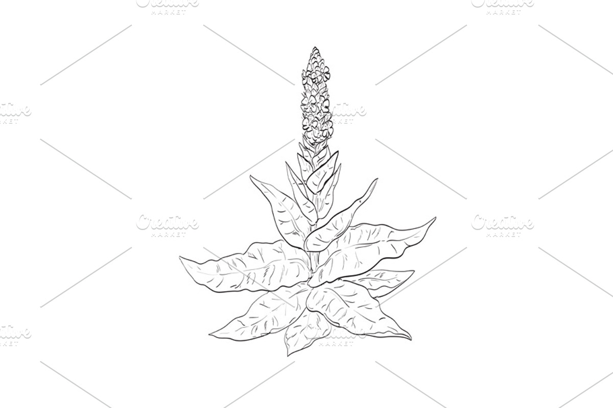 Great Mullein Wild Plant Drawing, a Decorative Illustration by patrimonio (Photo 1 of 3)