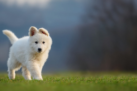Puppy cute White Swiss Shepherd dog portrait on meadow, an Animal Photo by Byrdyak