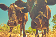 Cow Stock Bundle, an Animal Photo by r.r.palacios (Thumbnail 10 of 14)