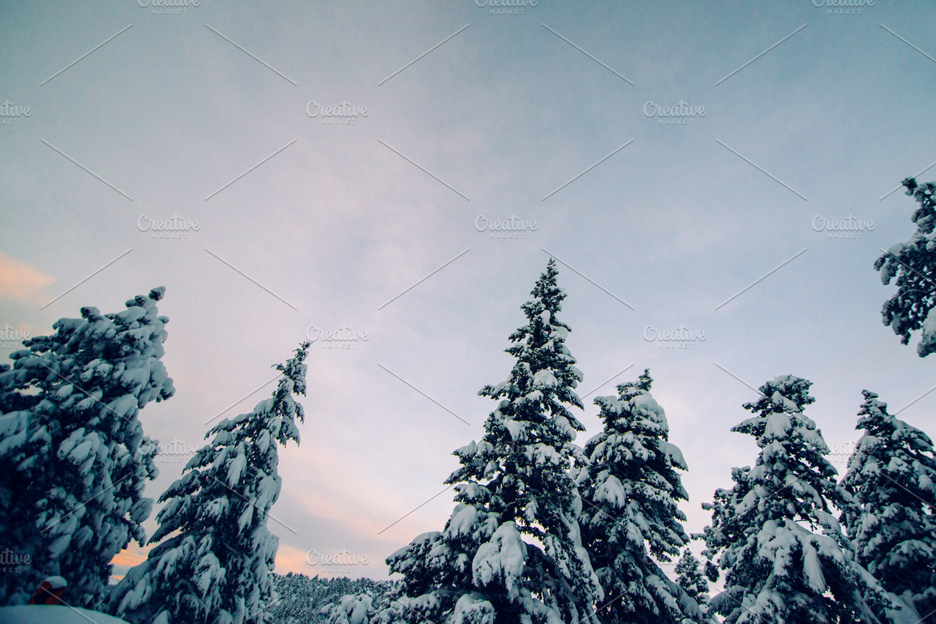 Colorful Winter Pinetrees, a Nature Photo by Stephanie Mikuls