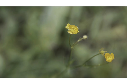Close-up view of the beautiful, a Nature Photo by Media Whale Stock