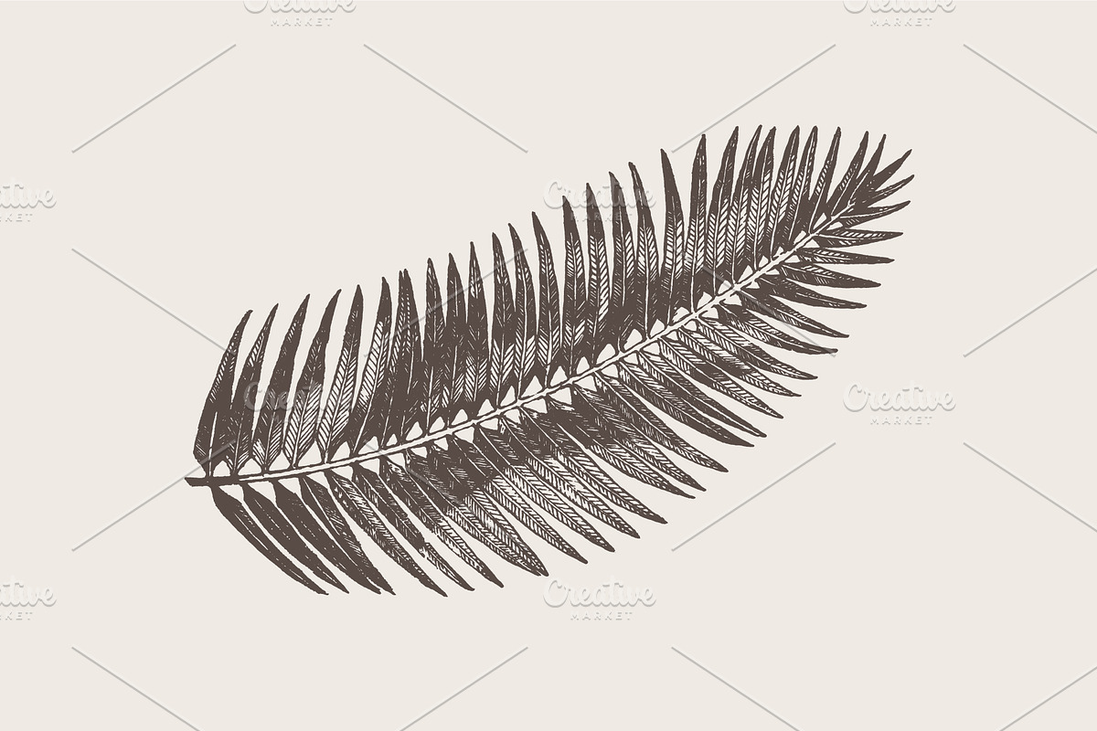 High detail hand drawn palm leaf, a Decorative Illustration by TheMountBirdStudio (Photo 2 of 2)