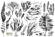 Hand drawn edible seaweeds, a Decorative Illustration by handsketched (Thumbnail 6 of 7)