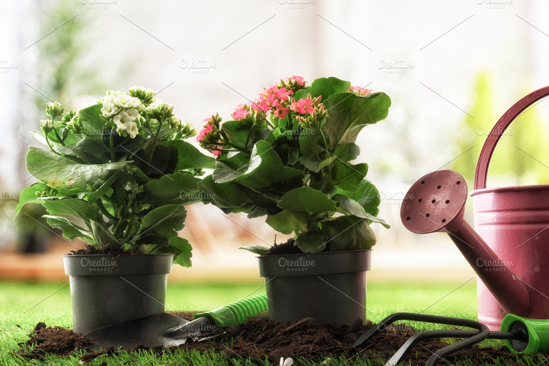 Plant Watering Concept with Potted Flowers and Tools, a Nature Photo by Davizro's Market