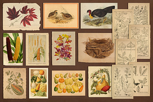 100 Vintage Autumn Ephemera