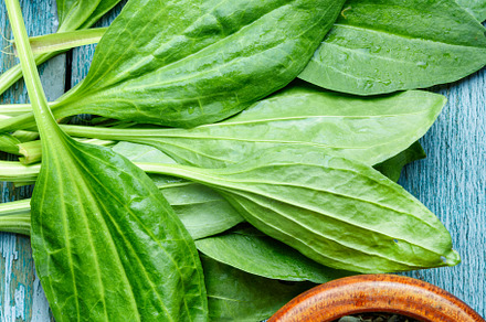 Plantainvaluable medicinal plants containing plantain, herb, and plant, a Nature Photo by MLunov MLunov