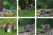 6 Image Bundle: Squirrels, an Animal Photo by Happiestscone Photography (Thumbnail 2 of 2)
