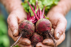 Freshly harvested organic beets with, a Food & Drink Photo by MistyDay