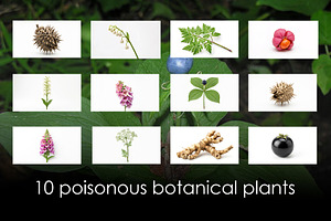 10 poisonous botanical plants, a Healthcare Illustration by StockVerse Creative