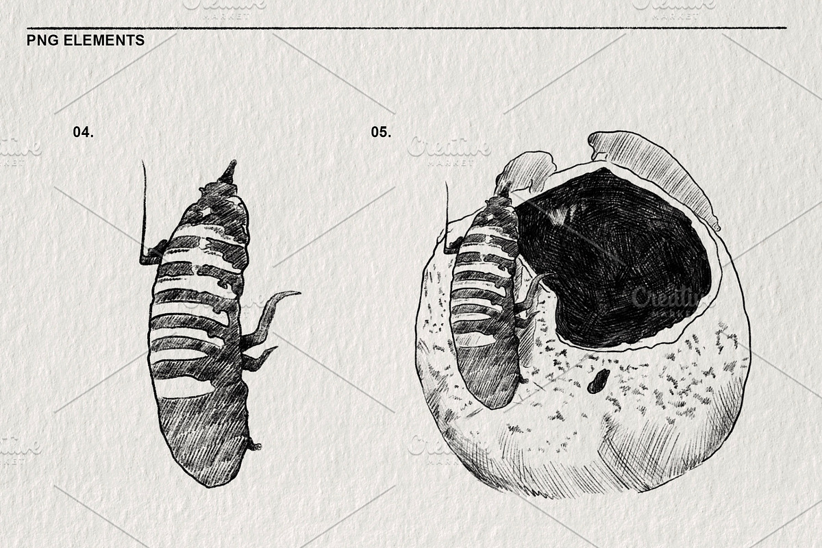 Pencil sketches of insects PNG., an Animal Illustration by LOKSKIH (Photo 4 of 5)