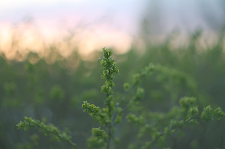 Feather Balancing On Grass preview 4
