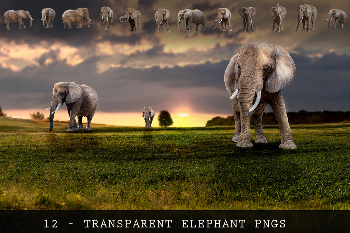 11 - ELEPHANT - Transparent PNGs, an Object Graphic by DareToDream (Photo 1 of 2)