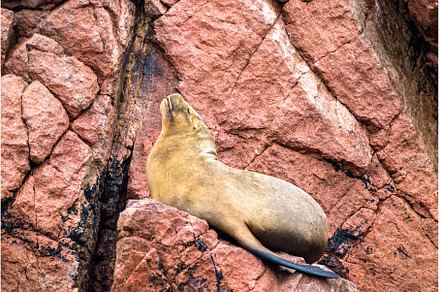 Sea lions resting on the stones in, an Animal Photo by Leonid Andronov