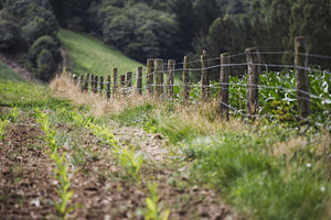 Rural field with fence shallow DOF, a Nature Photo by SkyNext