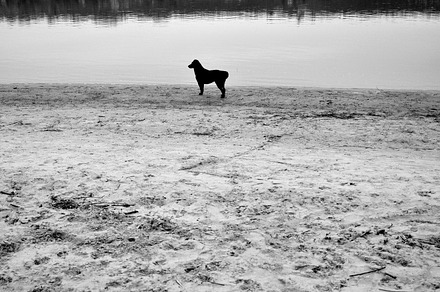 Black dog at the beach