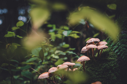 Leaves and mushrooms in the forest stock photo containing autumn and, a Nature Photo by PhotoMarket