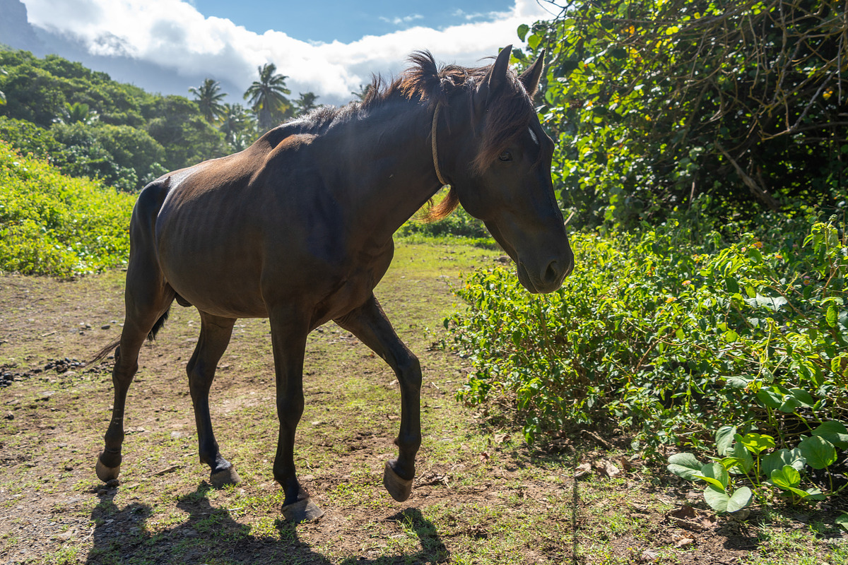 Brown horse in Hiva Oa, Marquesas Islands, French Polynesia, an Animal Photo by GoodGoods (Photo 2 of 3)