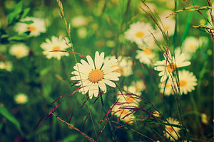 Wild camomile flowers, a Nature Photo by Nature and travel