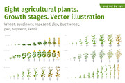 Vegetable growth stages pack, a Food Illustration by Ilia Design (Thumbnail 1 of 9)