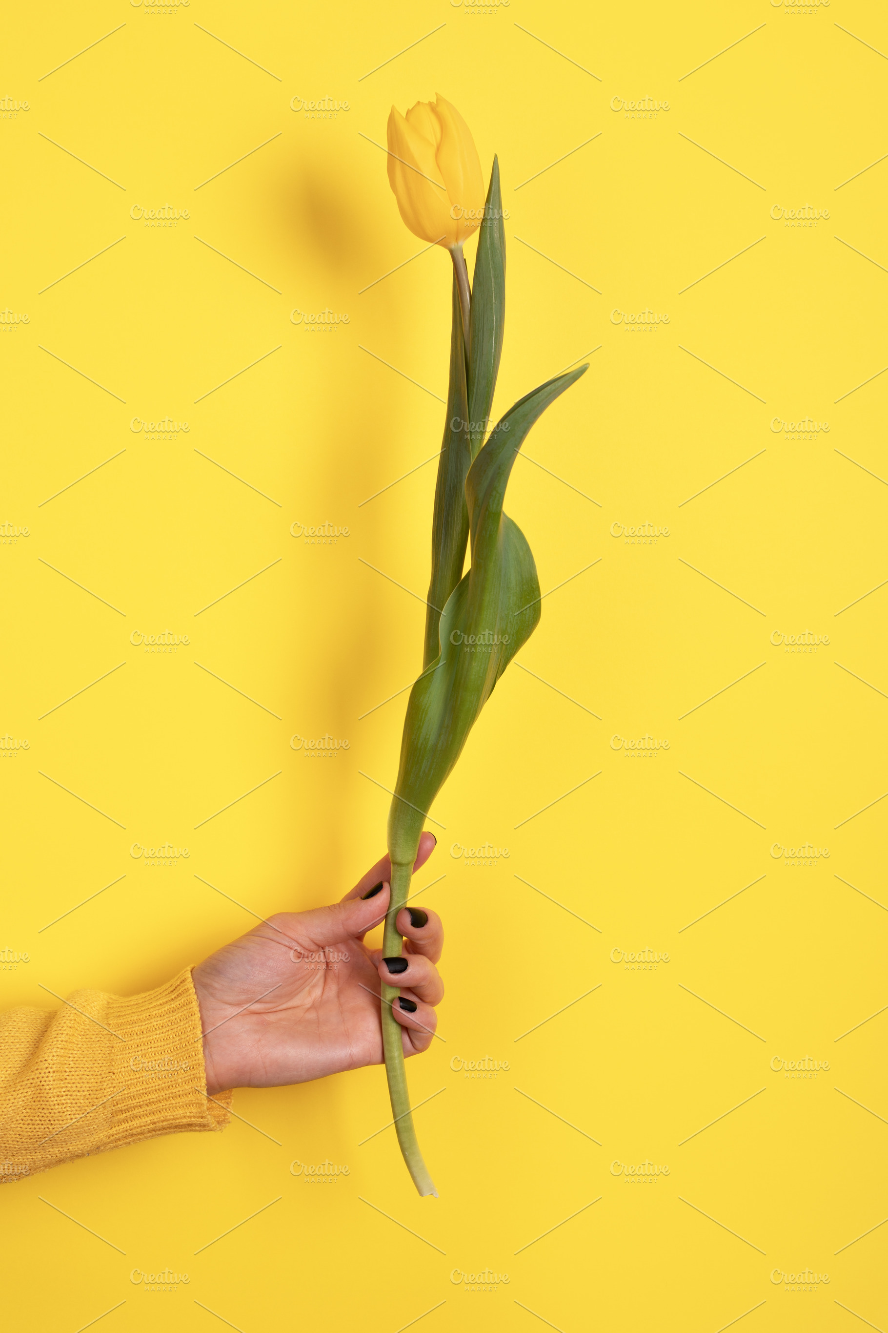 A hand holding a single yellow tulip against a yellow background, a Holiday Photo by Ales Munt