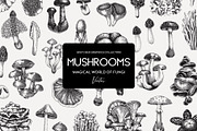 Mushrooms Vector Illustration Set, an Object Illustration by Yevheniia (Thumbnail 1 of 14)