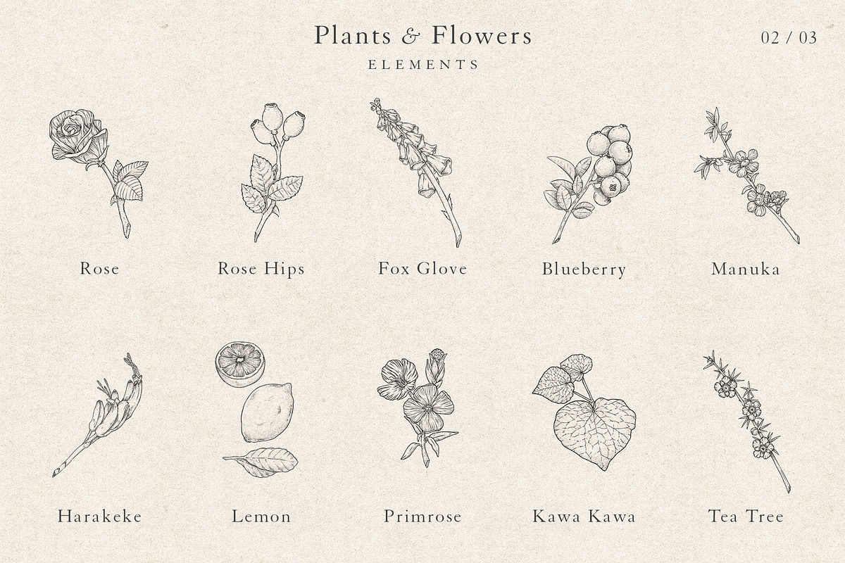 Plants & Flowers Collection, a Decorative Illustration by Sinclair Creative Agency (Photo 5 of 8)