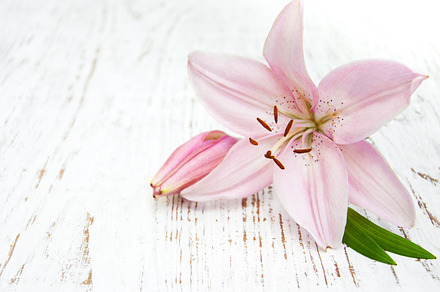 Pink lily containing lily, wooden, and old, a Nature Photo by Olena Rudo