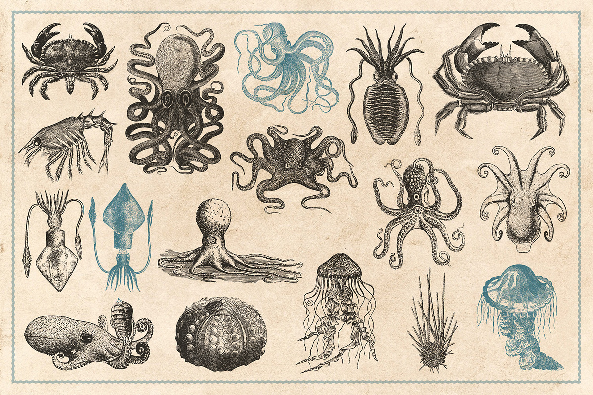 154 Vintage Sea Illustrations, an Animal Illustration by Brigantine Designs (Photo 7 of 10)