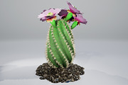 Spiral Cactus, an Environmental 3D Model by AndrewWhite (Thumbnail 1 of 13)